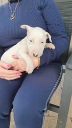 Te koop leuk bullteriër pups, Dieren en Toebehoren, Honden | Jack Russells en Terriërs, Bull Terriër, CDV (hondenziekte), 8 tot 15 weken
