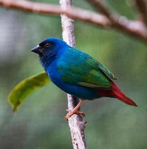 Nu te koop diverse forbes papegaai amadine, s, Dieren en Toebehoren, Vogels | Overige Vogels, Tropenvogel, Meerdere dieren
