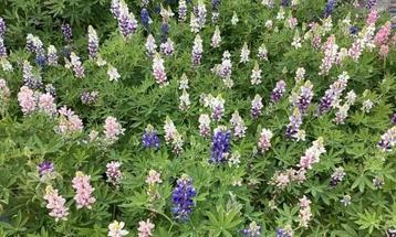 Lupine Pixie Delight mix plantjes te koop beschikbaar voor biedingen