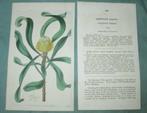 Antieke kopergravure uit The Botanical Register - Isopogon, Ophalen of Verzenden