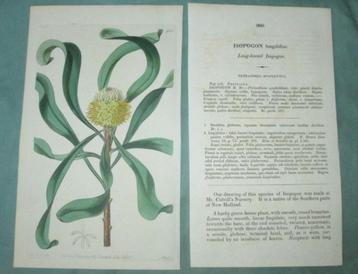 Antieke kopergravure uit The Botanical Register - Isopogon beschikbaar voor biedingen