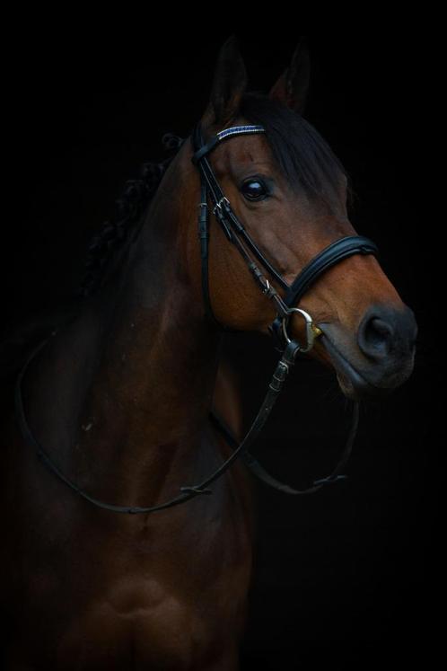 Engels Volbloed Merrie 13 jaar, Dieren en Toebehoren, Paarden, Merrie, L, Minder dan 160 cm, 11 jaar of ouder, Recreatiepaard