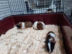 Driekleur cavia beertjes 9 stuks, Cavia, December, Meerdere dieren, Tam