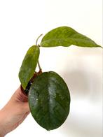 Hoya AH-068 - rooted cutting, Overige soorten, In pot, Minder dan 100 cm, Bloeiende kamerplant