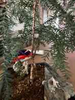 Kamerden Bonsai - Araucaria heterophylla, Bloeit niet, Halfschaduw, Overige soorten, Minder dan 100 cm