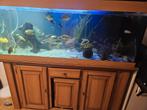 Juwel aquarium 150 cm met onderkast + Malawi cichliden, Dieren en Toebehoren, Vissen | Aquaria en Toebehoren, Ophalen of Verzenden