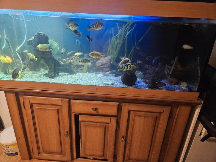 Juwel aquarium 150 cm met onderkast + Malawi cichliden, Dieren en Toebehoren, Vissen | Aquaria en Toebehoren, Zo goed als nieuw