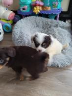 De laaste  cavelier King Charles spaniel puppies gekruist m, Dieren en Toebehoren, Parvo, Overige rassen, 8 tot 15 weken, Meerdere