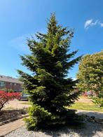 Kerstboom voor de buurtvereniging, Bloeit niet, Overige soorten, 250 tot 400 cm, Ophalen
