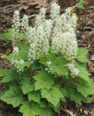Tiarella 'Cordifolia' plantjes, 2 voor 1,50 beschikbaar voor biedingen