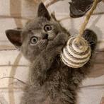 Prachtige 100% Brits korthaar kittens, Kater, Ontwormd, 0 tot 2 jaar