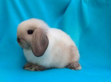 ️❤️❤️ ECHTE SIAMESE MINILOP RASZUIVER KNUFFEL KONIJNTJE  beschikbaar voor biedingen