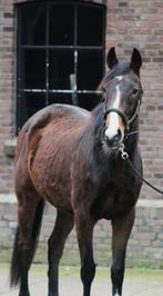 De allerleukste 3 jarige e pony zadelmak, Dieren en Toebehoren, Pony's, Zadelmak, 3 tot 6 jaar, Gechipt, Recreatiepony