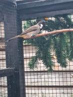 Himalaya Buulbuul / pycnonotus leucogenys, Dieren en Toebehoren, Vogels | Overige Vogels, Mannelijk, Tropenvogel, Geringd