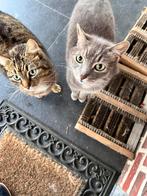 Kat en poes zoeken nieuw huisje