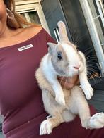 2 konijnen (vrouwtjes) met kooi en benodigdheden, Dieren en Toebehoren, Konijnen, Vrouwelijk, Klein, 0 tot 2 jaar