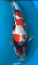 Hq showa, sansai, kweker Sekiguchi, 55cm, Karper of Koi