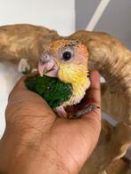 Superschattige & handtamme baby roestkop caique’s, Meerdere dieren, Papegaai, Pratend