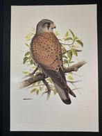 Torenvalk, Verzenden, 1980 tot heden, Zo goed als nieuw, Dier