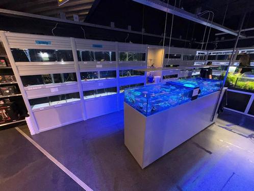 Zeeaquarium Vissen, Koralen & Toebehoren, Dieren en Toebehoren, Vissen | Aquariumvissen, Zoutwatervis, Overige typen