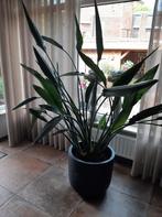 Mooie grote strelitzia reginae incl pot, Huis en Inrichting, Ophalen, Overige soorten, Minder dan 100 cm