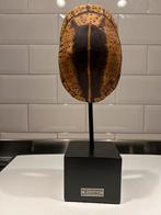 Schildpad schild op voet lifestyle, Ophalen of Verzenden, Zo goed als nieuw