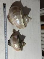 Twee deels gepolijste turbo Marmoratus schelpen, Ophalen of Verzenden, Nieuw