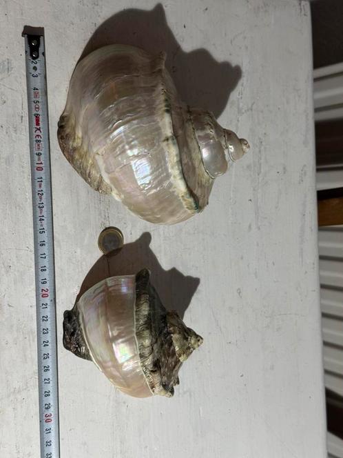 Twee deels gepolijste turbo Marmoratus schelpen, Huis en Inrichting, Woonaccessoires | Overige, Nieuw, Ophalen of Verzenden