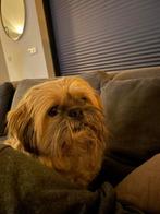 Puppy Lhaso Apso / shizu / Maltezer bruin, blond met zwart, Ophalen of Verzenden, Honden