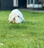 Te Koop Koppel Rex Widder Konijnen, Dieren en Toebehoren, Konijnen, Meerdere dieren, Middelgroot, Hangoor, 0 tot 2 jaar