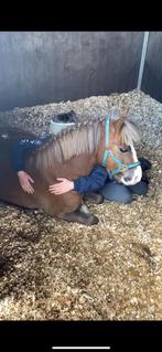 Ben – een knappe pony met de wow-factor!, Merrie, Zadelmak, 3 tot 6 jaar, Gechipt