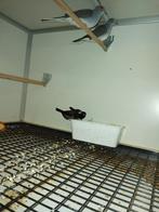 Div diamand duiven, Meerdere dieren, Tropenvogel