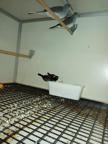 Div diamand duiven beschikbaar voor biedingen