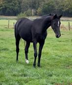 Top merrie van le Premier v Millenium x Desperado, Dieren en Toebehoren, Paarden, Merrie, Gechipt, Dressuurpaard, 3 tot 6 jaar