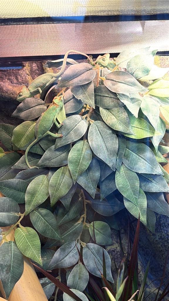 Jemen kameleon 3 maand oud