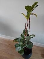 Grote kamerplant incl pot +- 122 cm., Ophalen, 100 tot 150 cm, Halfschaduw, In pot