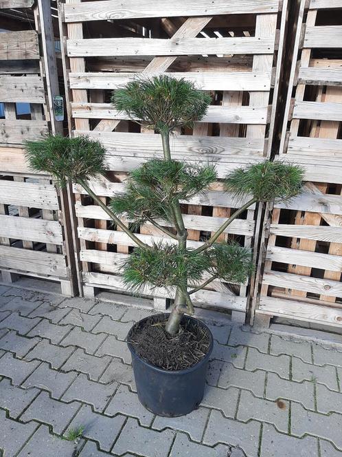 Pinus armandii vormsnoei Japanse tuinbonsai €95,00, Tuin en Terras, Planten | Bomen, Overige soorten, Minder dan 100 cm, Ophalen