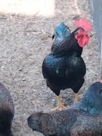 Broedeieren Barnevelder dubbel gezoomd kriel, Dieren en Toebehoren, Pluimvee, Geslacht onbekend, Kip