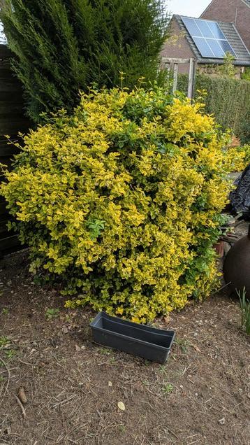 Grote struik, vermoedelijk euonymus / kardinaalsmuts variant beschikbaar voor biedingen