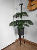 Leuke kamerplant in industriële plantenbak, Huis en Inrichting, Overige soorten, Minder dan 100 cm, Halfschaduw, Ophalen