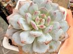 Echeveria Star Orange/pot 9cm/vetplant/succulent, Ophalen of Verzenden, Halfschaduw, Minder dan 100 cm