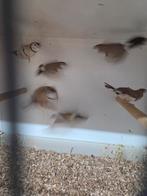 Bicheno.s, Dieren en Toebehoren, Meerdere dieren