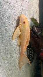 albino gibbiceps, Dieren en Toebehoren, Vissen | Aquariumvissen, Vis