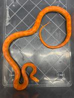 Rattenslang 0,1 Amel 2022, Dieren en Toebehoren, Reptielen en Amfibieën, Slang, Tam, 3 tot 6 jaar