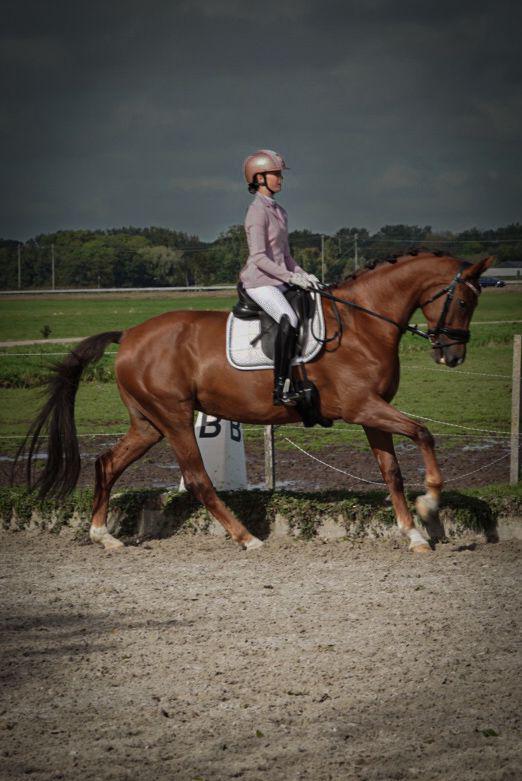 Super lieve brave merrie te koop, Dieren en Toebehoren, Paarden, Merrie, M, 170 tot 175 cm, 11 jaar of ouder, Recreatiepaard, Met stamboom