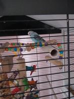 Nieuw baasje gezocht, Vrouwelijk, Parkiet, Tam