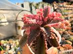 Kalanchoe Daigremontiana "Pink Butterflies/pot 5cm/vetplant, Ophalen of Verzenden, Halfschaduw, Minder dan 100 cm