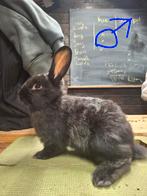 konijntjes kruizing nieuwzeelander en Rijnlander, Dieren en Toebehoren, Konijnen, Meerdere dieren, Groot