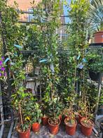 Toscaanse Jasmijn - Heerlijk geurende klimplant, Ophalen, Klimplanten, Volle zon