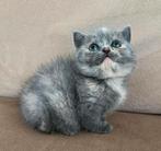 Britse Korthaar Kitten (poesje), Poes, Ontwormd, 0 tot 2 jaar